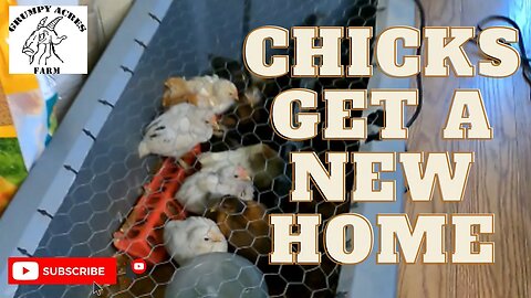 A New Brooder and Final Thoughts On Hatching Chicks In 2023
