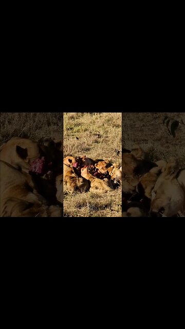 Banquet For Lions #shorts shorts | #ShortsAfrica