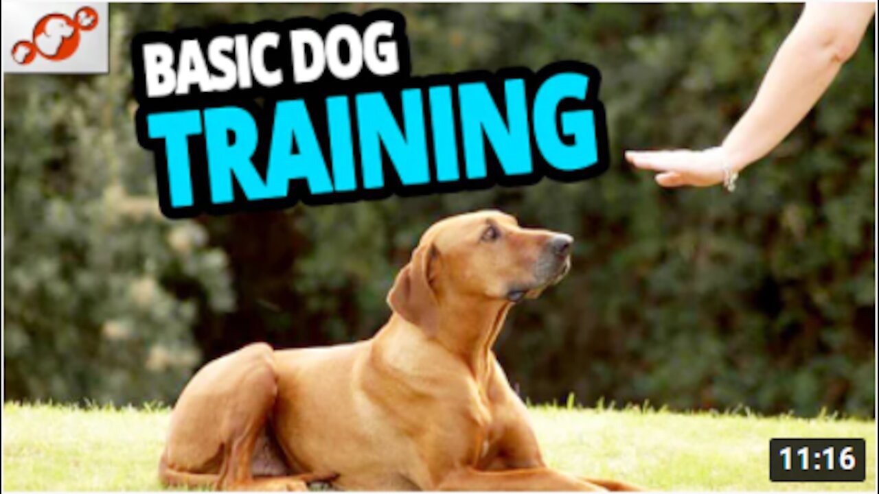 🐕 Basic Dog Training – TOP 10 Essential Commands Every Dog Should Know!