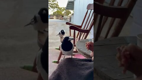 Wildlife DownUnder Feeding time part II Butcher Bird #shorts #short by iSpike