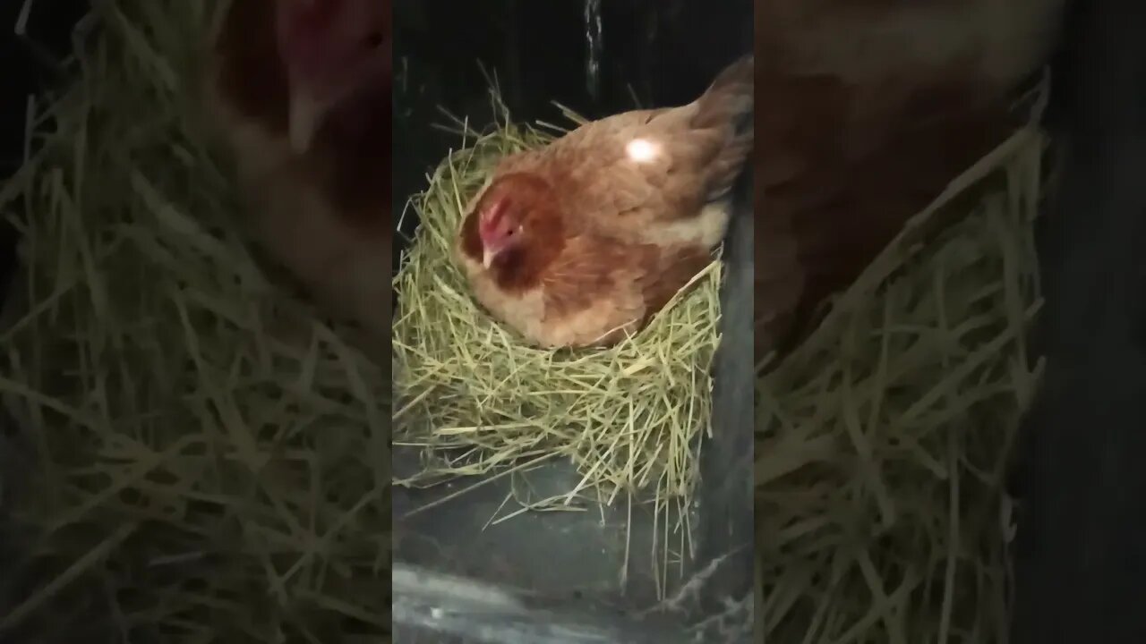 Good Morning Forest, Day 3 sitting on eggs, has a lot to say today 2nd April 2023