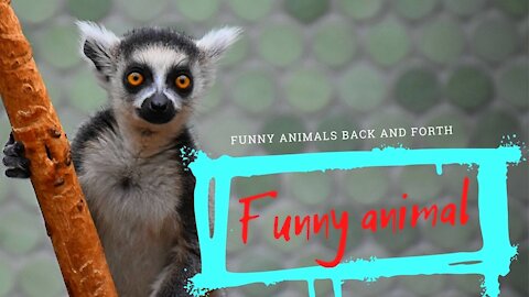 Funny animal