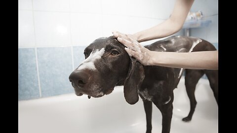 Pitbull bath time.