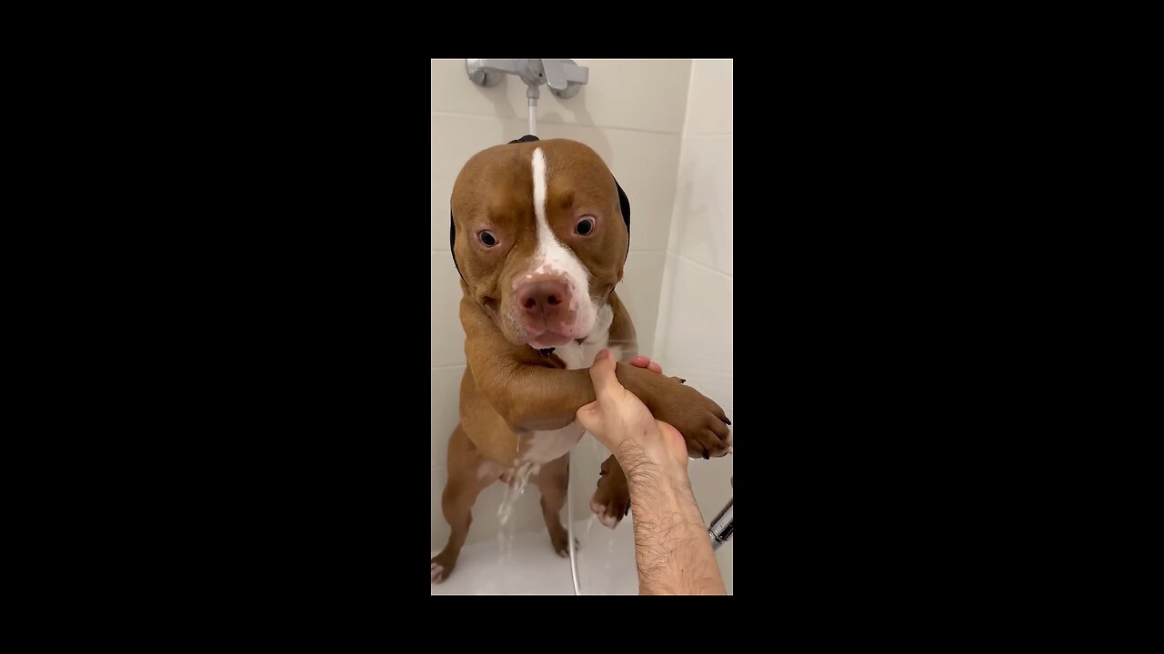 Pitbull bath time.