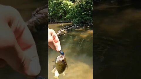 #fishing #creekfishing #bass ya never know what you will catch in the creek. #fishingfanatics