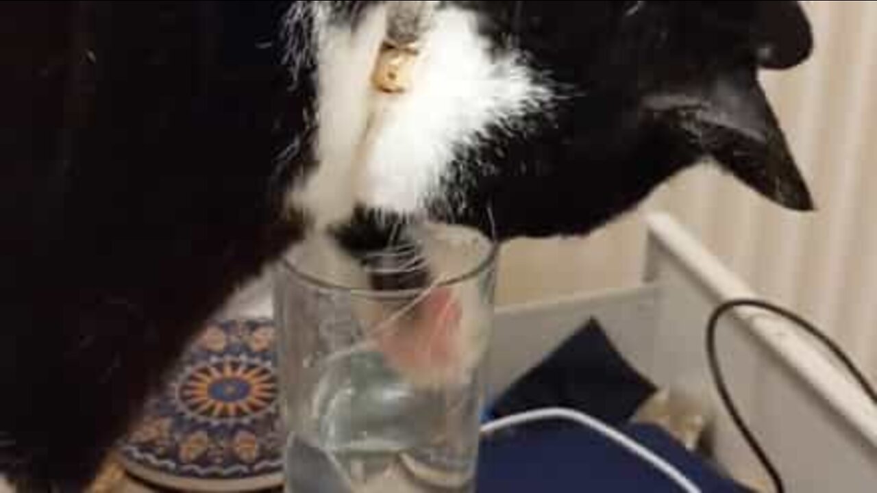 Cat tries to drink from glass