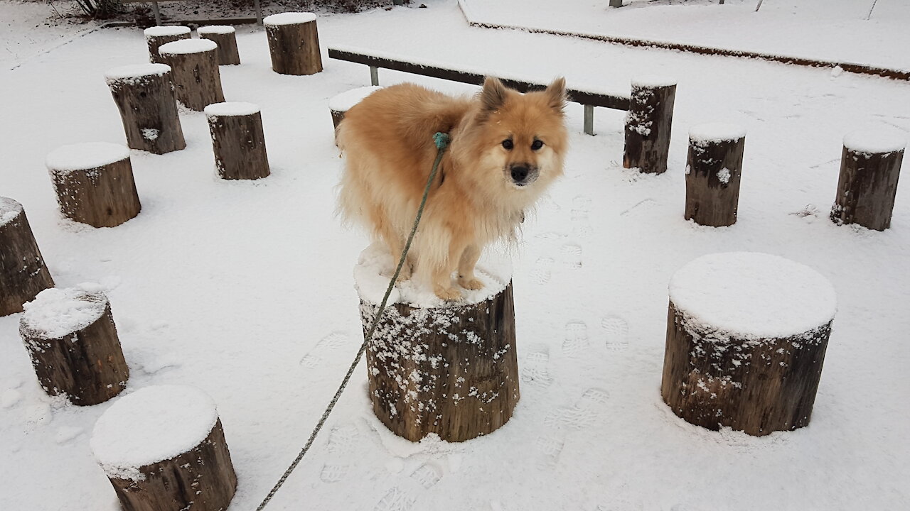 Mass formation, narcissism, poison jabs, but wonderful snow and cute dog