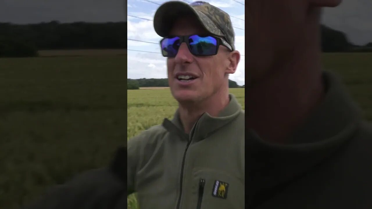 Paul Childerley can't make the decision where to hide. #pigeonshooting #shotgun