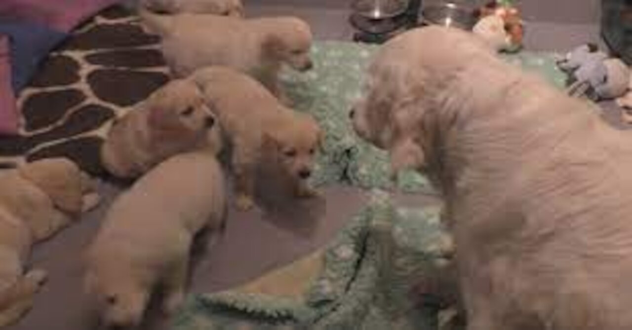 How an experienced dog mother teaches her 8 weeks old puppies to be calm.