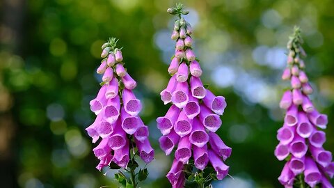 Meditation Moments S2E2