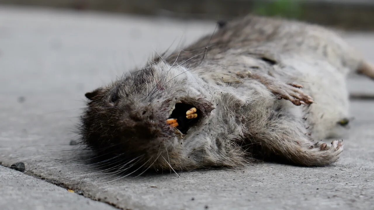 Suggest A Title For This Video In The Comments - From This Landscape DSC 1348