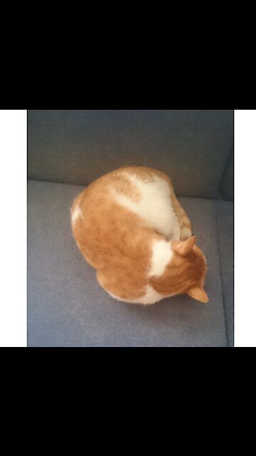 my sweet cat 🤗😱