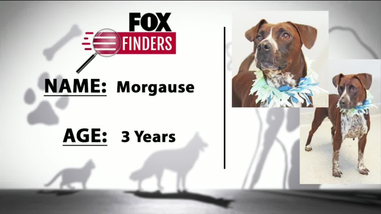 FOX Finders Pet Finder - Morgause