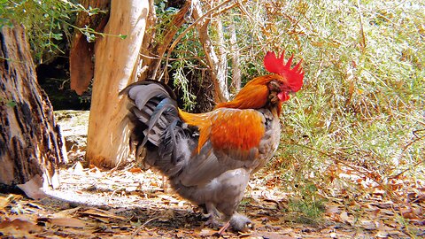 Charismatic Rooster A Hilarious Cleaning Ritual in Action Australia