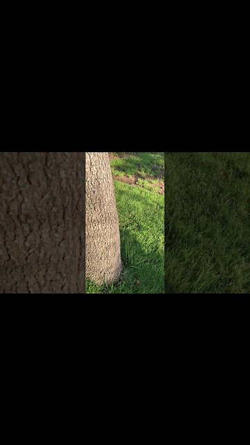 Giant Japanese Hornet in Texas?