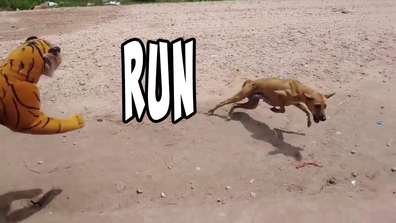 I Cant Stop Laughing ! Fake Tiger Prank Dog Run Funny Action