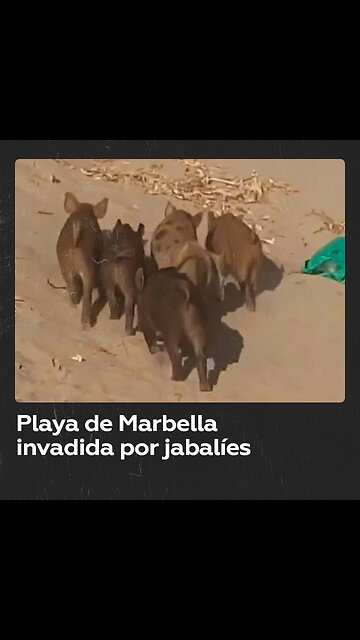 Jabalíes invaden una playa española y roban comida a los bañistas