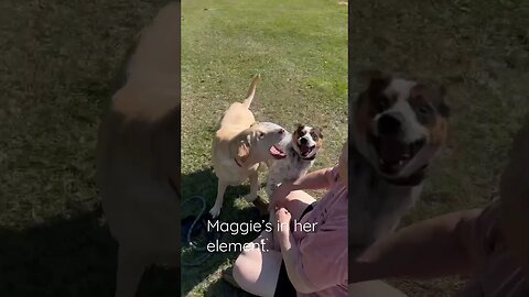 Maggie loves play dates!