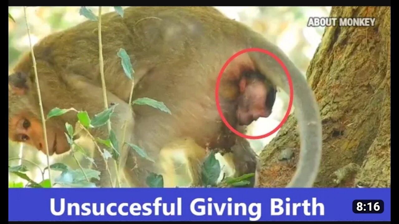 MILLION TIMES sad VIDEO # animals unsuccessful giving birth# a monkey unsuccessful giving birth