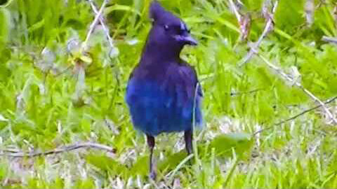 IECV NV #377 - 👀 Young American Robin And A Stellar's Jay🐦6-1-2017