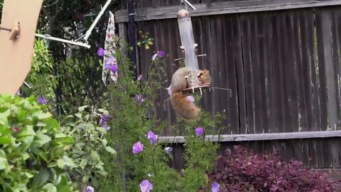 The Squirrel, the Physicist and the Bird Feeder