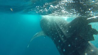 Giant shark with injured fin swims calmly past snorkellers