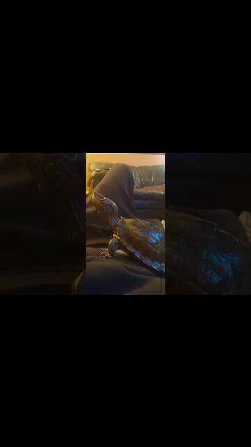 🐢 falls off human climbing frame! #pets