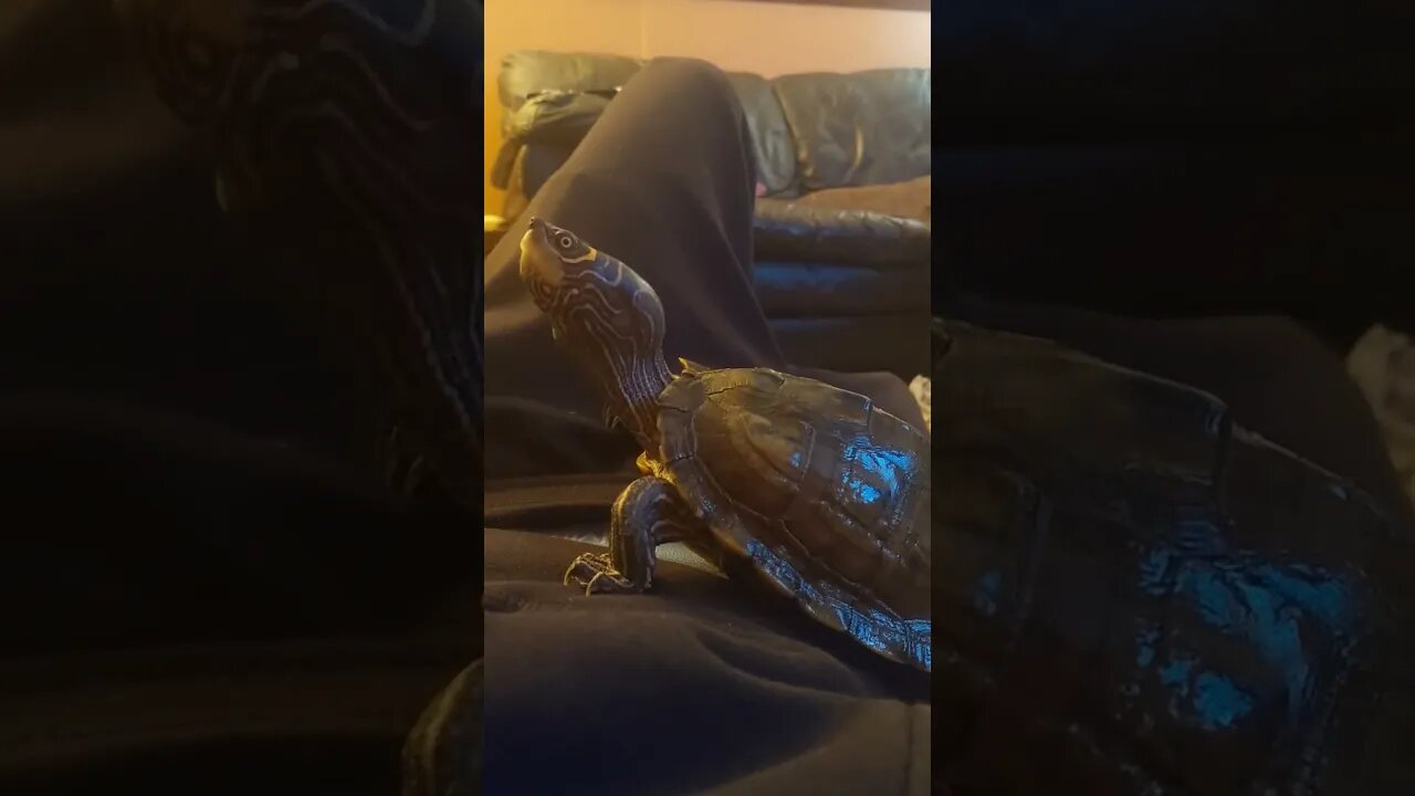🐢 falls off human climbing frame! #pets