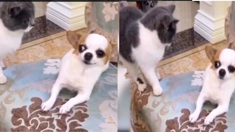 Dog and cat funny moment 😄😁😁