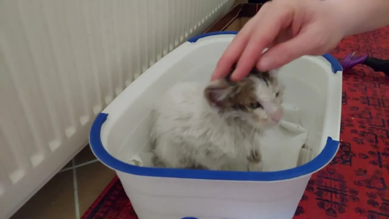Let's Save Street Cats Subscribe and Start Saving Them Now