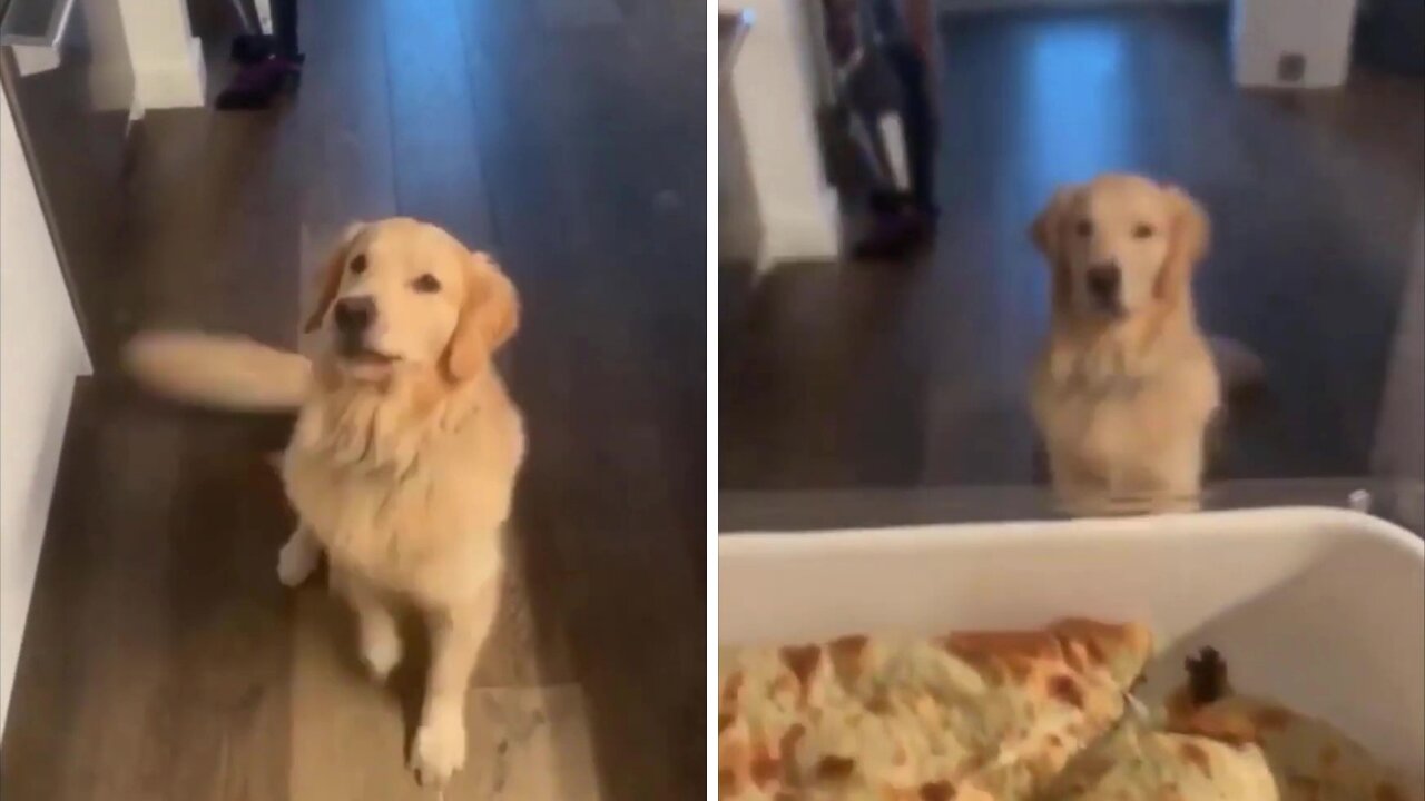 Puppy is too Excited for Food 🤣😂