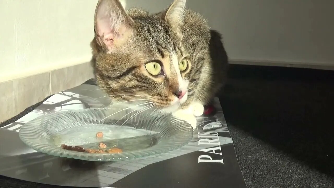 The Cat Dinner Is Ready