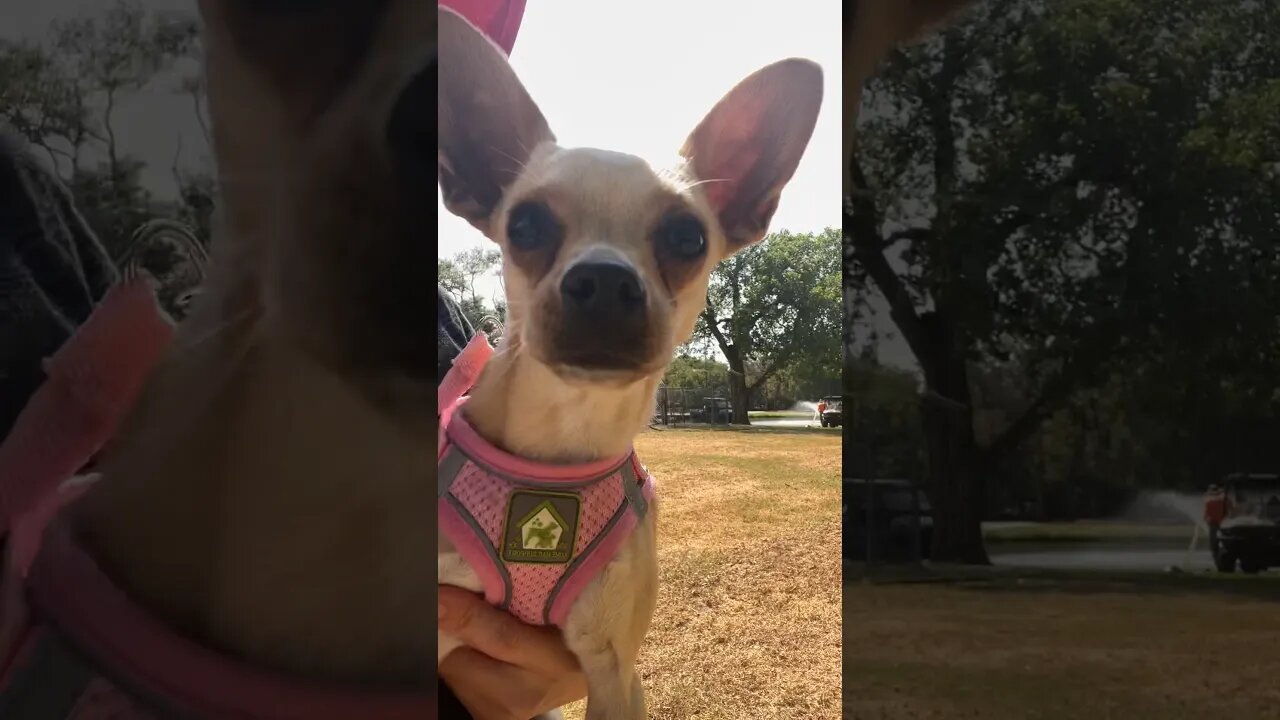 Chihuahua growls at the cows #funnychihuahua #chihuahuababy #chihuahuadog #chihuahualover #chihuahua