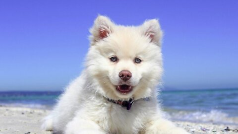Funny DOG Videos 😂🐶 | Cute Dog Videos | Innocent Dogs