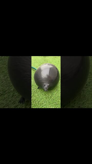 Amazing Shorts,Trending videos #shorts #viral #trending #short #funny #youtubeshorts