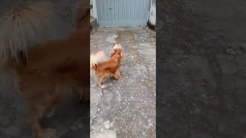 golden dog