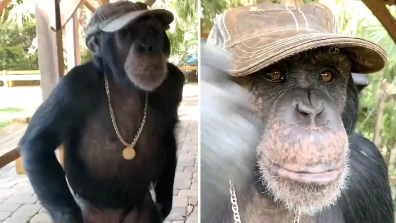 🐒🐒🐒