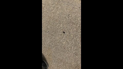 Real Wildlife Adventures