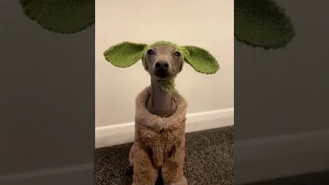 Very Funny Dog Videos