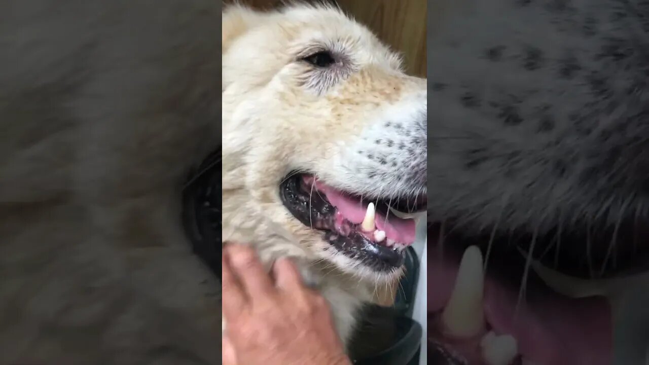 Rescue maremma loving her new home