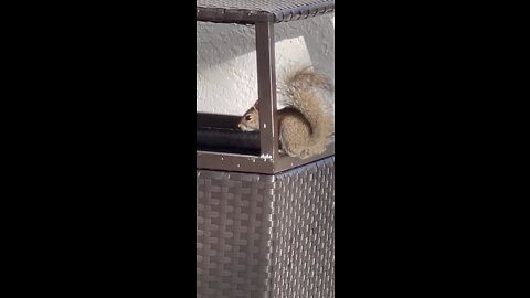 Watch squirrel eating from the garbage can