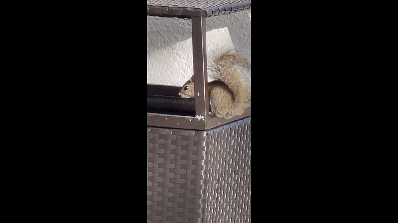 Watch squirrel eating from the garbage can