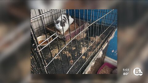 More than 100 animals recovered from Cleveland home in neglect case