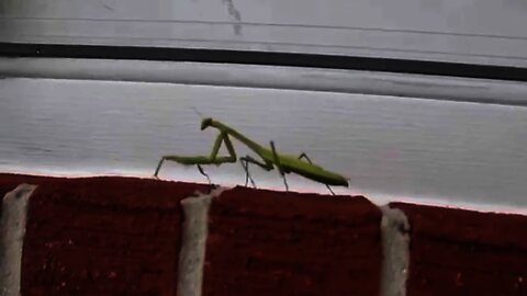 Rocking Out With Mr. Mantis