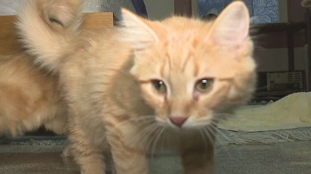 Large group of cats dumped in Cleveland neighborhood