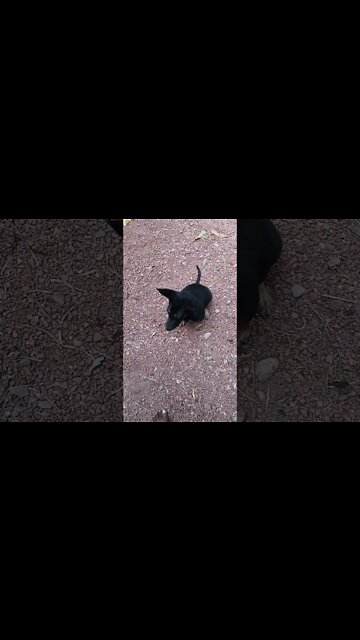 🐕 This puppy dog does not like to be on camera.