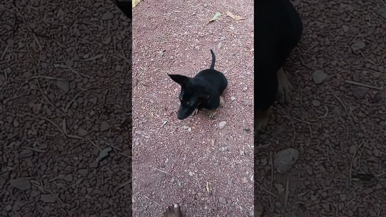 🐕 This puppy dog does not like to be on camera.
