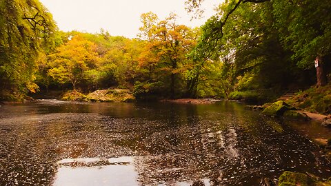 INCREDIBLE virtual walk through the forest near a river - soothing water sounds Ireland [4k]