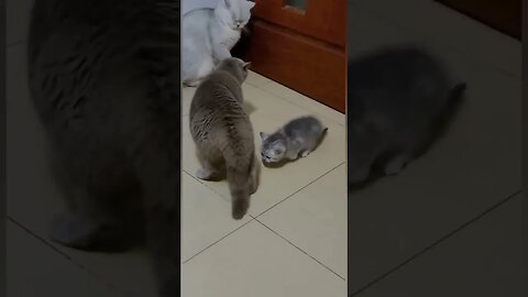 funny cat, #cat #pets #funny #funnyshorts #funnycats