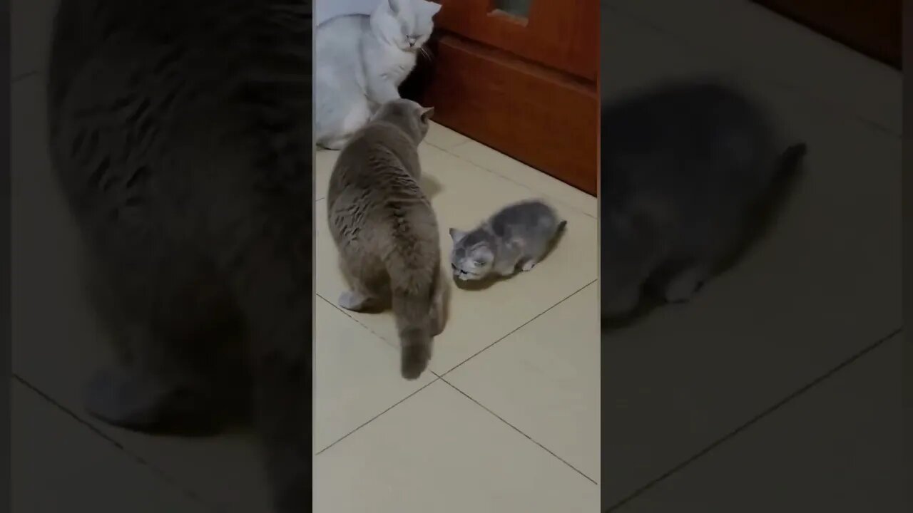 funny cat, #cat #pets #funny #funnyshorts #funnycats